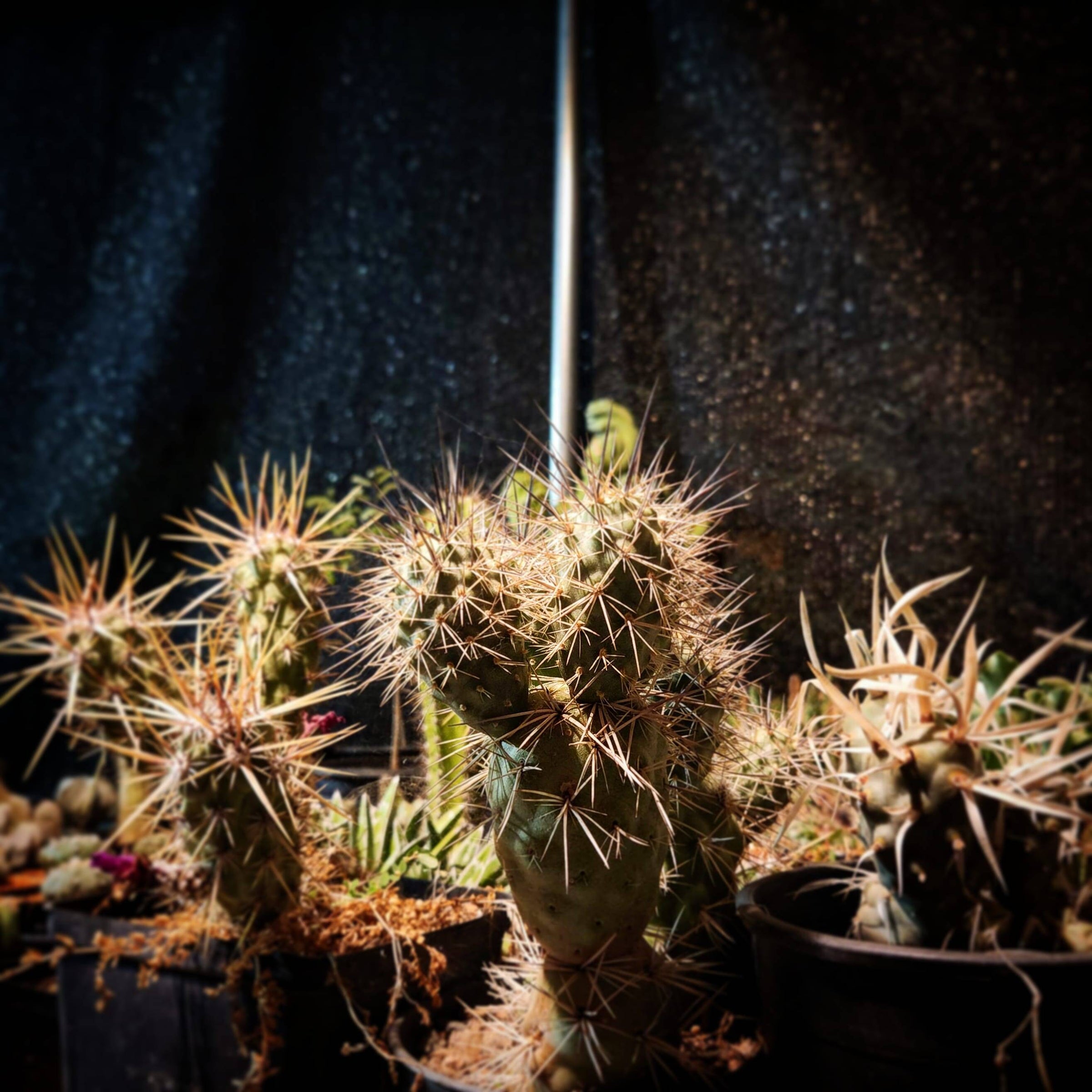 Online cactus nursery - Buy rare and unique locally grown cacti | Barren  Valley Cactus
